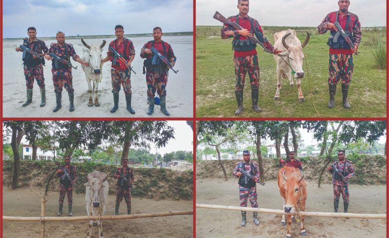 চাঁপাইনবাবগঞ্জ সীমান্তে ৫৩ বিজিবির অভিযান ৪টি ভারতীয় গরু জব্দ