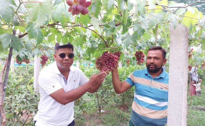 বাইকুনুর আঙুর চাষ করে এলাকায় ব্যাপক সাড়া ফেলেছেন।